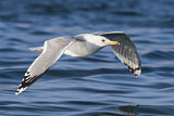 Image. Caspian Gull