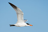Image. Caspian Tern