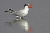 Image. Caspian Tern