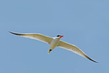Image. Caspian Tern