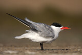Image. Caspian Tern
