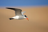 Image. Caspian Tern