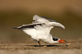 Image. Caspian Tern