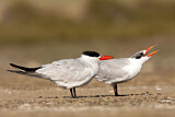 Image. Caspian Tern