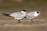 Image. Caspian Tern