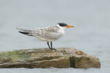 Image. Caspian Tern