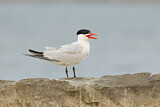 Image. Caspian Tern