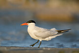 Image. Caspian Tern