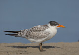 Image. Caspian Tern