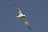 Image. Caspian Tern