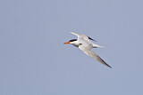 Image. Caspian Tern