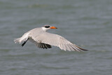 Image. Caspian Tern