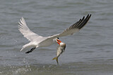 Image. Caspian Tern