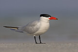 Image. Caspian Tern