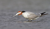 Image. Caspian Tern
