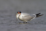 Image. Caspian Tern