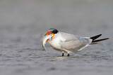 Image. Caspian Tern