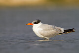 Image. Caspian Tern