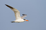 Image. Caspian Tern