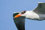 Image. Caspian Tern