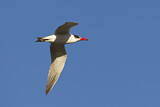 Image. Caspian Tern