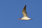 Image. Caspian Tern