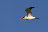Image. Caspian Tern