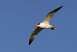Image. Caspian Tern