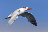 Image. Caspian Tern