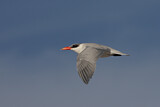 Image. Caspian Tern