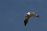 Image. Caspian Tern