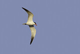 Image. Caspian Tern