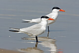 Image. Caspian Tern