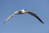 Image. Caspian Tern