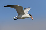 Image. Caspian Tern