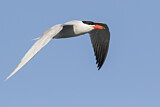 Image. Caspian Tern