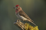 Image. Cassin's Finch