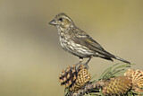 Image. Cassin's Finch