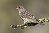 Image. Cassin's Finch