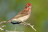 Image. Cassin's Finch