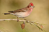 Image. Cassin's Finch