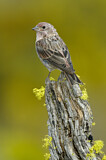 Image. Cassin's Finch