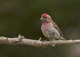 Image. Cassin's Finch