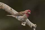 Image. Cassin's Finch