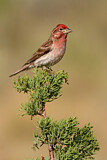 Image. Cassin's Finch