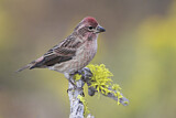 Image. Cassin's Finch