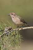 Image. Cassin's Finch