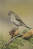 Image. Cassin's Finch
