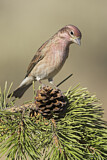 Image. Cassin's Finch