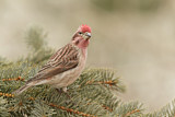 Image. Cassin's Finch